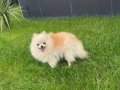 Yetişkin dişi pomerian boo