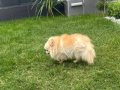 Yetişkin dişi pomerian boo