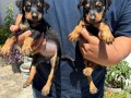 Doberman bebekler 