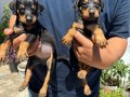 Doberman bebekler 