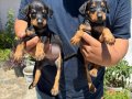 Doberman bebekler 