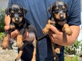 Doberman bebekler 