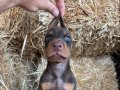 A scr li babadan doberman bebekler 