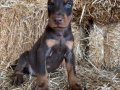 A scr li babadan doberman bebekler 