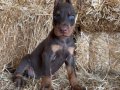 A scr li babadan doberman bebekler 