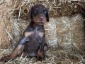 A scr li babadan doberman bebekler 