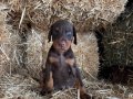 A scr li babadan doberman bebekler 