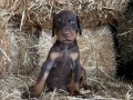 A scr li babadan doberman bebekler 