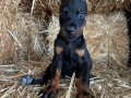 A scr li babadan doberman bebekler 