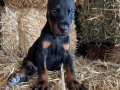 A scr li babadan doberman bebekler 