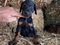 A scr li babadan doberman bebekler 