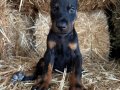 A scr li babadan doberman bebekler 