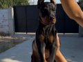 Doberman bebekler 