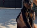 Doberman bebekler 