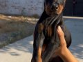 Doberman bebekler 