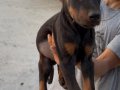 Doberman bebekler 