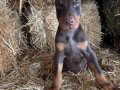 Doberman bebekler 