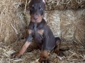 Doberman bebekler 