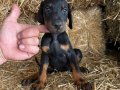 Doberman bebekler 