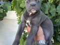 Blue cane corsa bebekler 