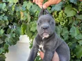 Blue cane corsa bebekler 