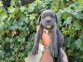 Blue cane corsa bebekler 