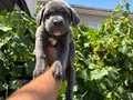 Blue cane corsa bebekler 