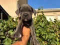 Blue cane corsa bebekler 