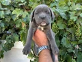 Blue cane corsa bebekler 