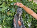 Blue cane corsa bebekler 