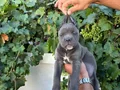 Blue cane corsa bebekler 