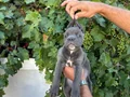 Blue cane corsa bebekler 