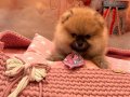 Sevimli ayı surat bir dişi boo kaçırılmayacak güzellikte