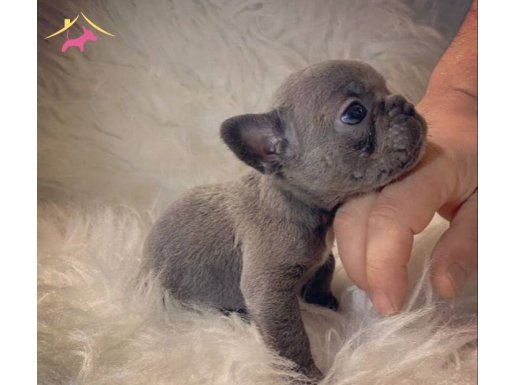 Blue Mavi Göz Yavrularımız