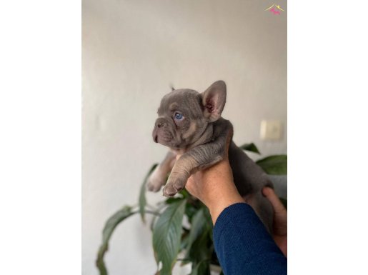 Üst Düzey French Bulldog Yavrularımız