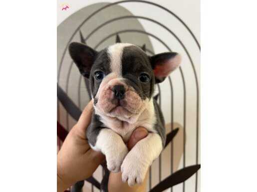 A Kalite Irk standartlarında Mavi Gözlü Yavrularımız