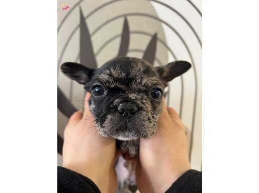 İzmir Buca’da Sosyal Ortamın Yıldızı Brindle French Bulldog Yavruları