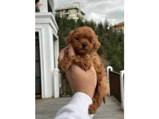 A kalite toy poodle yavrularımız 