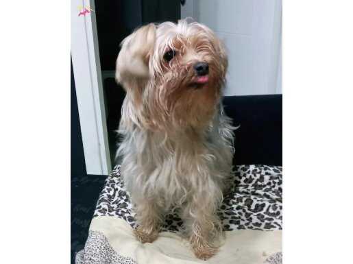 2 numara dişi yorkshire terrier 