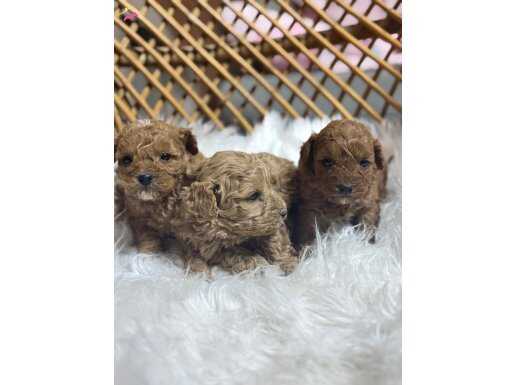 A kalite poodle yavrularımız 
