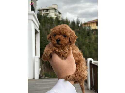 Poodle ayarında maltipo 