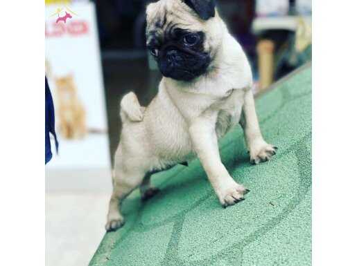 A kalite pug yavruları yeni sahibini arıyor 