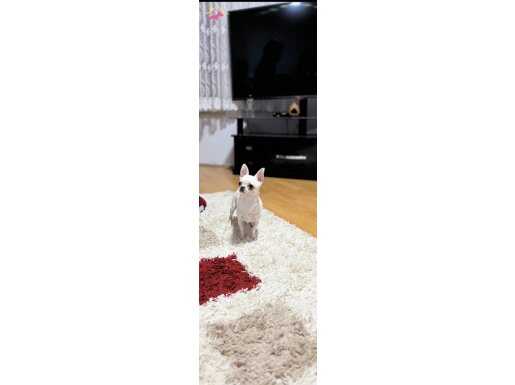 A kalite Şivava 1 yaşında yeni sahiplerini arıyor 