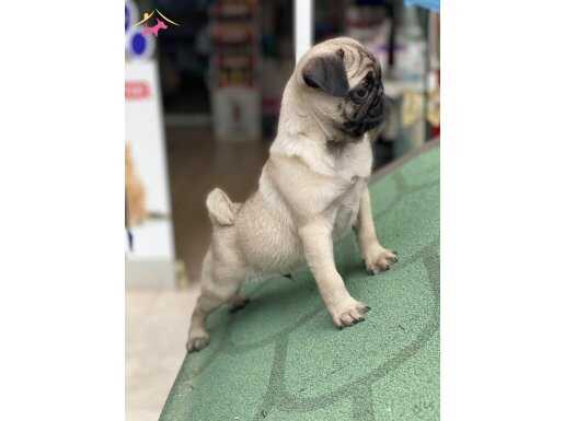 Şecere Kalitesinde Basık Surat Safkan Pug Yavruları