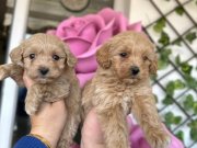 Maltipo Yavrularımız Yeni Yuvasını Arıyor 