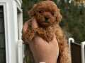 A kalite toy poodle yavrularımız 