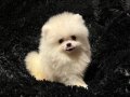 A kalite pomerian yavrular 