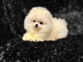 A kalite pomerian yavrular 