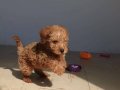 Poodle ayarında maltipo 