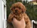 Poodle ayarında maltipo 